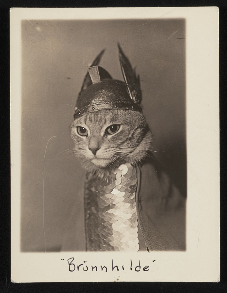 Photo of Brunnhilde, a cat wearing a helmet and armor.