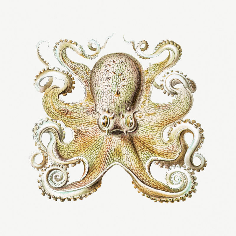 Illustration of an octopus by Ernst Haeckel