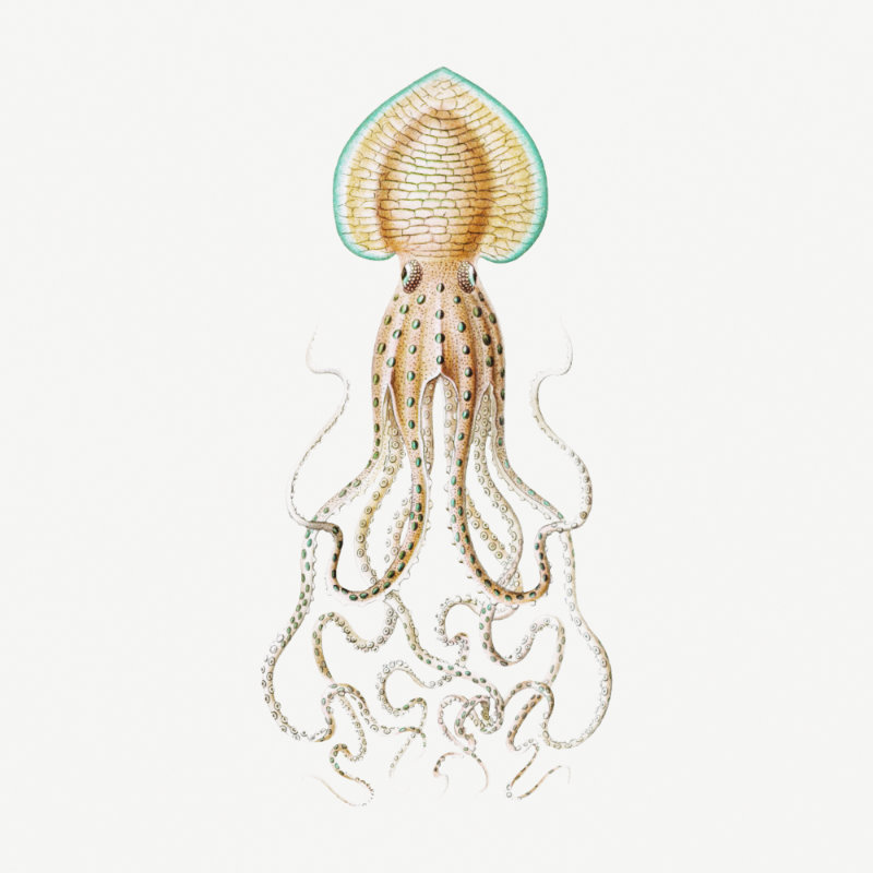 Illustration of a squid by Ernst Haeckel