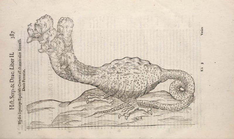 Illustration of a wingless dragon with 2 heads