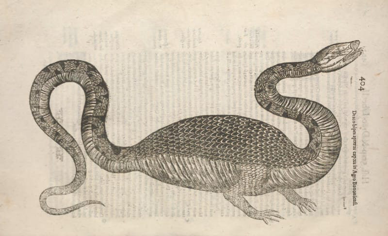 Illustration of a dragon with a snake head